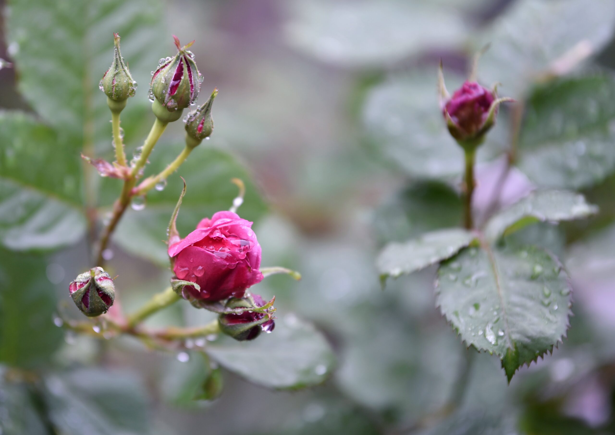 Preparar las flores para El frío con Flores Nala Toma nota de estos consejos y protege tus plantas con la llegada del frío